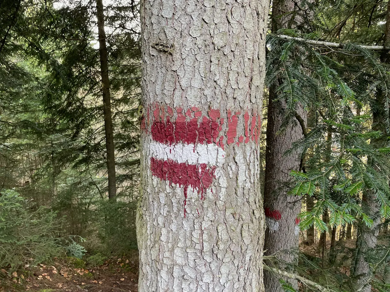 Tree Marking Indicating Route